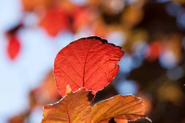 red leave in autumn in indian summer colors