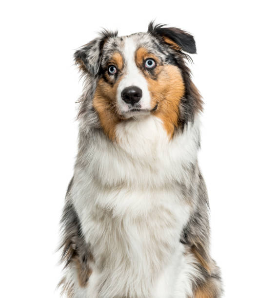 istock Australian Shepherd dog looking up against white background 962838444
