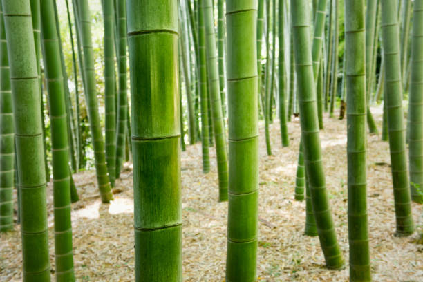 istock Japanese bamboo grove. 962838684