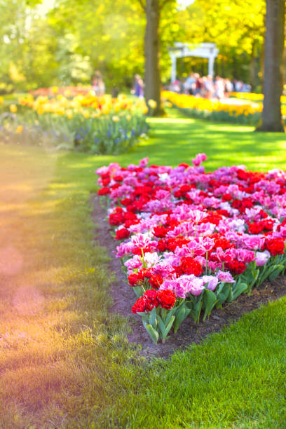 istock Spring landscape with multicolor tulips. Nature background 962838854