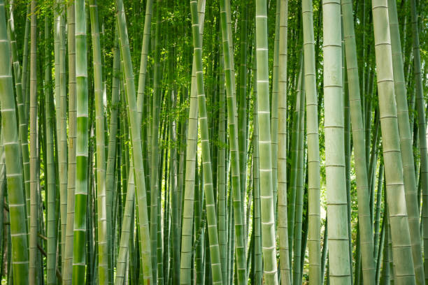japanische bambushain. - bamboo grove stock-fotos und bilder