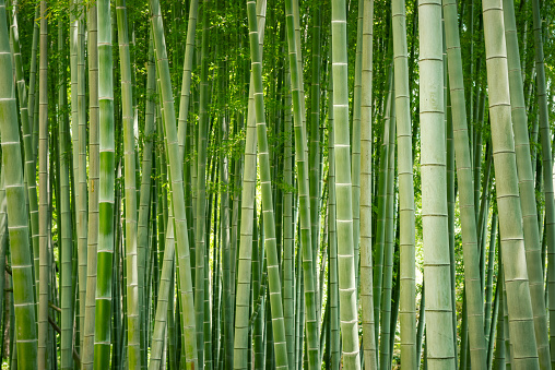 Bosque de bambú japonés. photo