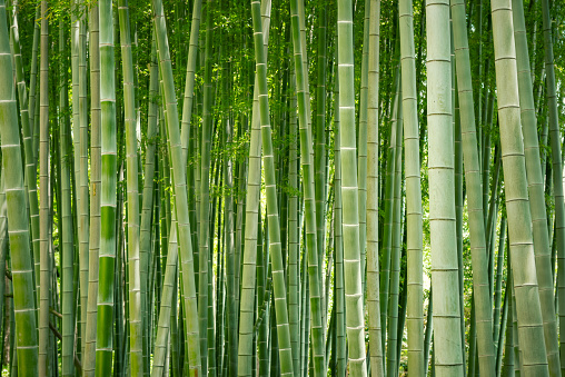 The path between the bamboo forests and the bamboos on both sides