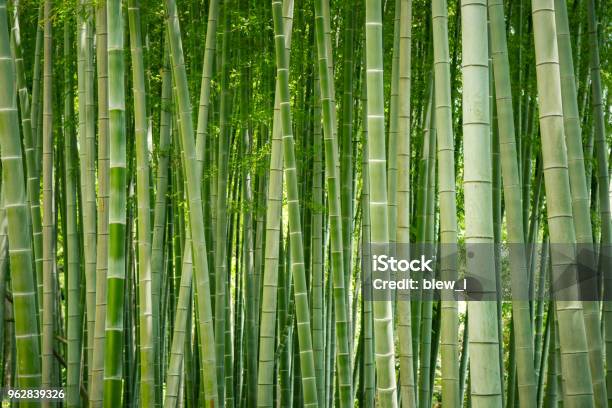 Japanese Bamboo Grove Stock Photo - Download Image Now - Bamboo - Plant, Bamboo - Material, Bamboo Grove