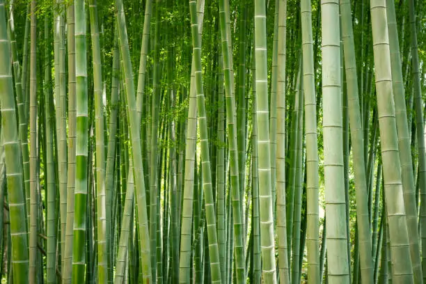 Photo of Japanese bamboo grove.