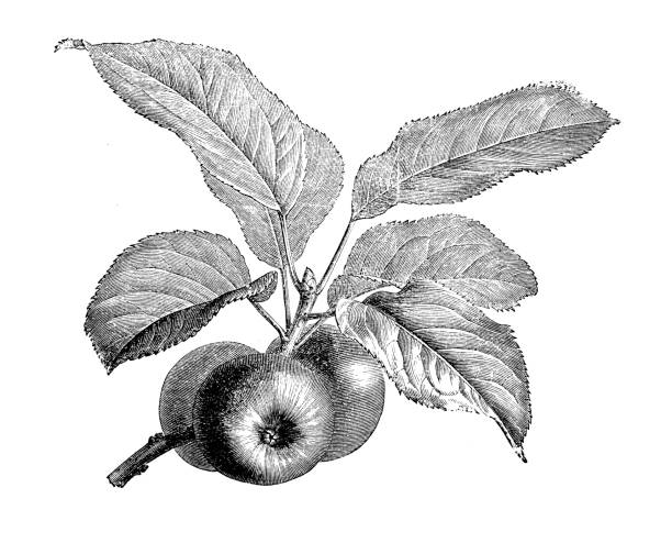 식물학 식물 골동품 조각 그림: 사과 나무 - apple apple tree branch fruit stock illustrations