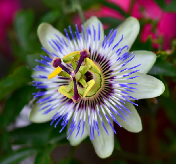 istock Close-up of beautiful passion flower 962845664