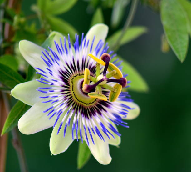 istock Close-up of beautiful passion flower 962845776