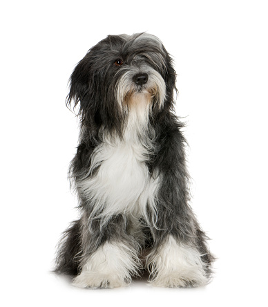 Tibetan Terrier (6 years) in front of a white background
