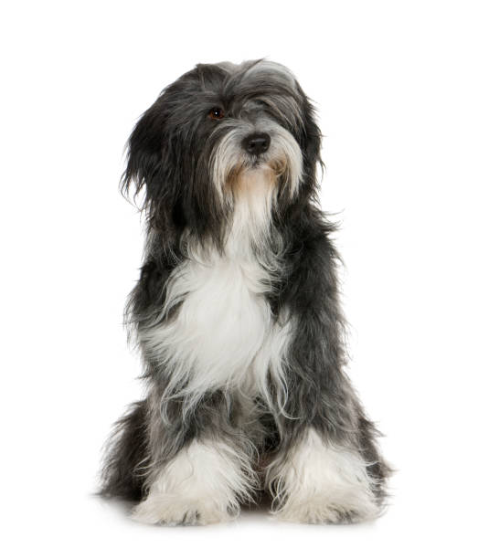 Tibetan Terrier (6 years) in front of a white background Tibetan Terrier (6 years) in front of a white background shaggy fur stock pictures, royalty-free photos & images