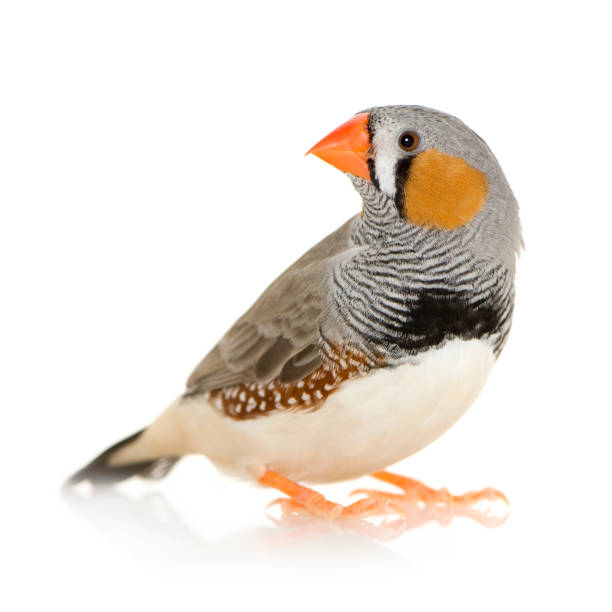Zebra Finch in front of a white background Zebra Finch in front of a white background zebra finch stock pictures, royalty-free photos & images