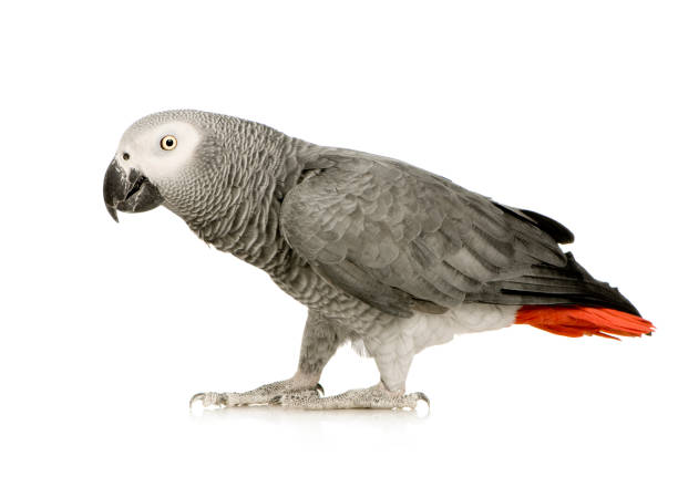 istock African Grey Parrot - Psittacus erithacus in front of a white background 962846012