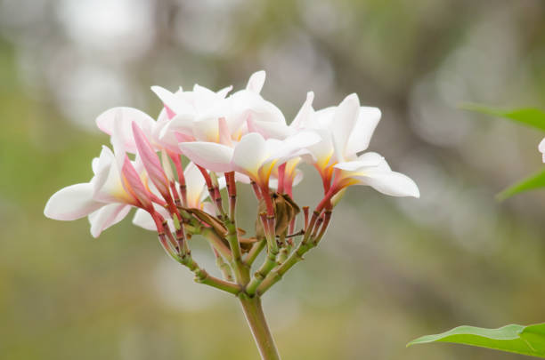 istock Frangipani, Plumeria, Temple Tree, Graveyard Tree is common name of Plumieria Scop. 962846160