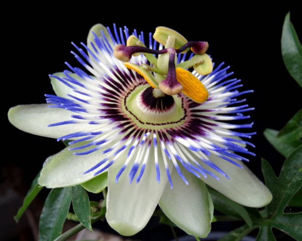 istock Close-up of beautiful passion flower 962848254