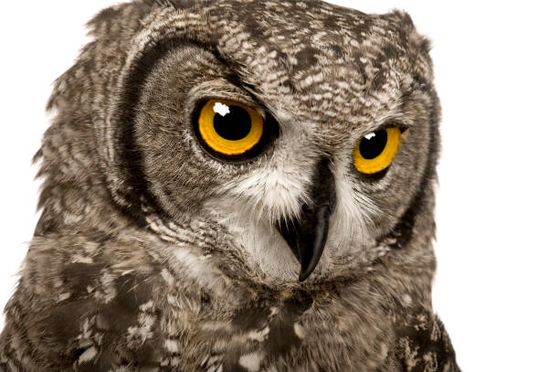 istock Spotted Eagle-owl - Bubo bubo (8 months) in front of a white background 962848438