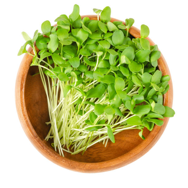 木製の亜麻 microgreens ボウル ホワイト - common flax ストックフォトと画像