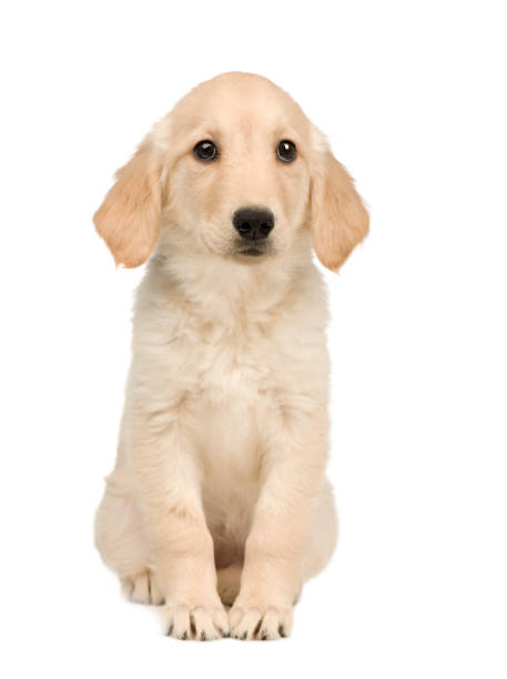istock Golden Retriever (3 months) in front of a white background 962848526