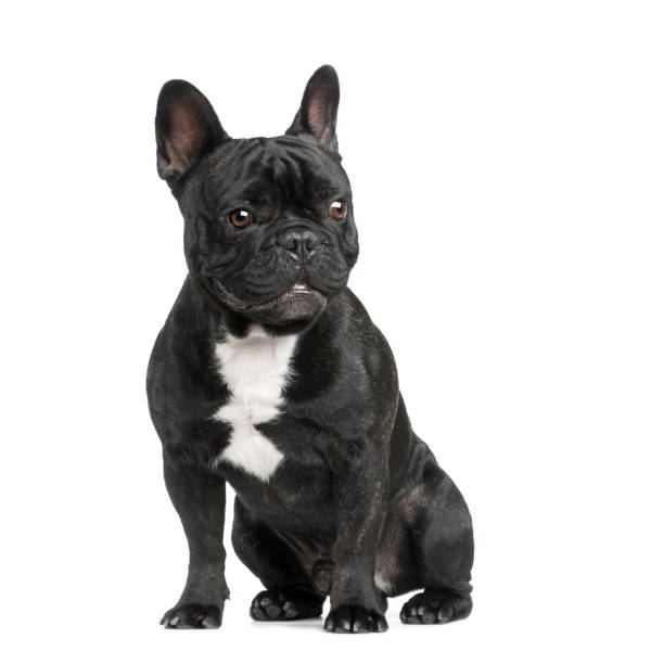 istock French Bulldog (18 months) in front of a white background 962848560