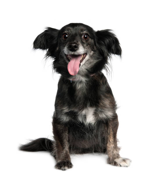Mixed-Breed Dog (8 years old) in front of a white background