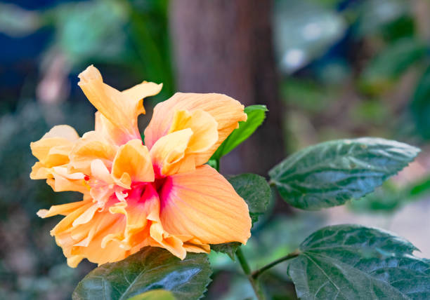 istock Beauty Tropical Hibiscus. 962848920
