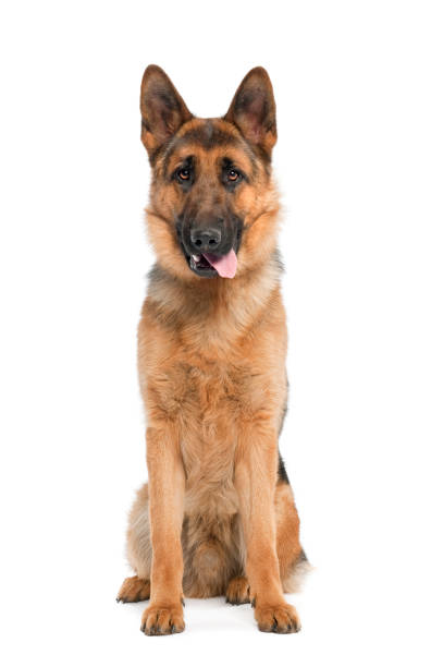 istock german shepherd panting in front of a white background 962848930