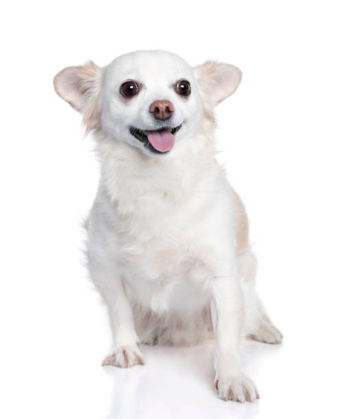 istock white chihuahua sitting (9 years old) in front of a white background 962849276