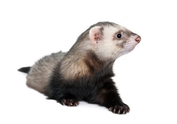 istock Side view of ferret sitting in front of white background, studio shot 962849322