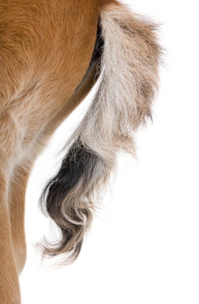 istock Foal's tail, 4 weeks old, in front of white background, studio shot 962849506