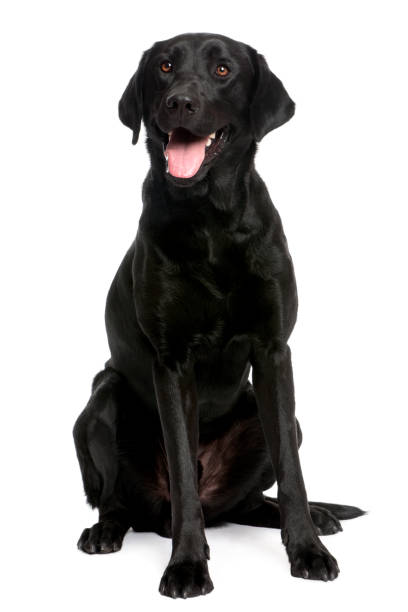 istock black Labrador in front of a white background 962849560