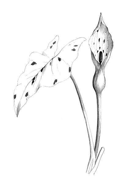 botanika rośliny antyczne grawerowanie ilustracji: arum maculatum (snakeshead, adder's root, arum, wild arum, arum lily, lords-and-ladies, diabły i anioły, krowy i byki) - european adder illustrations stock illustrations