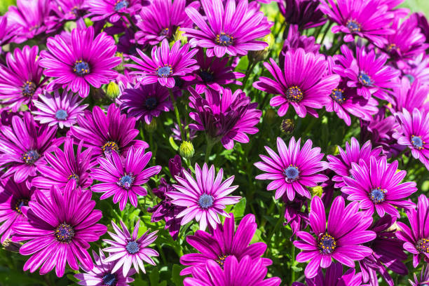 istock flowerbed with many Bellis flowers in spring 962853498