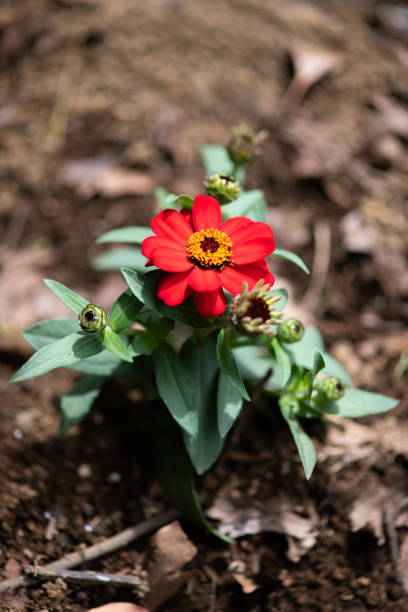 istock close-up of red zinnia flower 962853746
