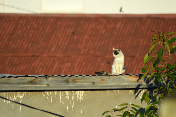 istock Cat perched on the roof of a house 962853832