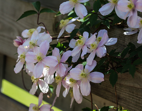 Close up macro of Himalayan Clematis flower in garden