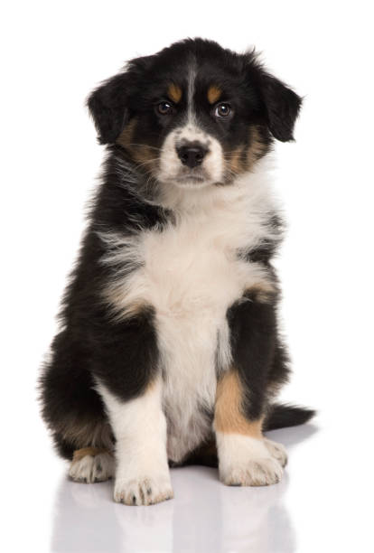 istock Australian Shepherd puppy, 8 weeks old, sitting in front of white background 962854496