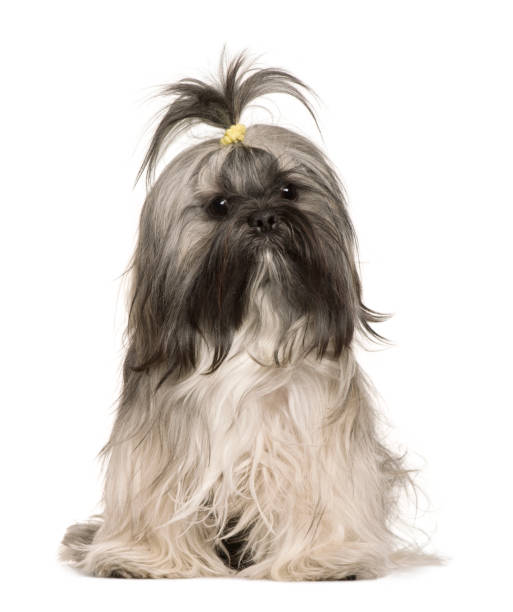 istock Lhasa Apso, 1 year old, sitting in front of white background 962854562