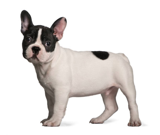 istock French bulldog puppy (3 months old) 962854822