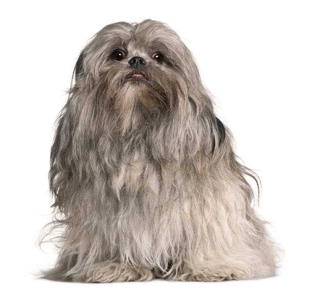 istock Lhasa apso, 2 years old, sitting in front of white background 962854828