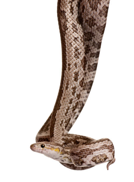 istock Baird's rat snake, Elaphe bairdi, hanging in front of white background 962854848