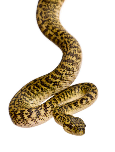 istock Morelia spilota variegata, a subspecies of python, against white background 962854934