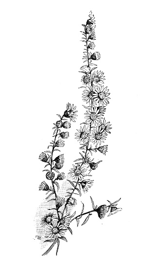 Botany plants antique engraving illustration: Symphyotrichum ericoides (Aster ericoides, white heath aster, white aster, heath aster)