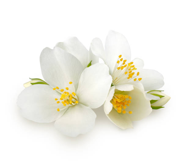 istock Jasmine flowers isolated on white background 962855046