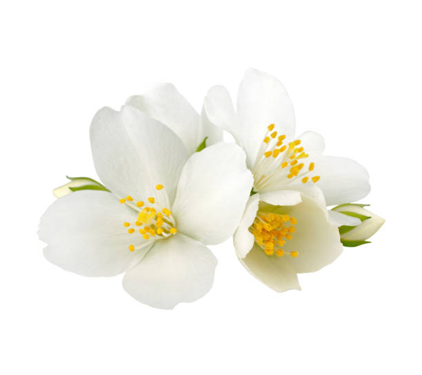 istock Jasmine flowers isolated on white background without shadow 962855066
