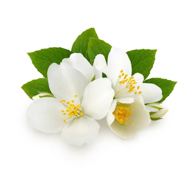 Photo of Jasmine flowers with leaves isolated on white background