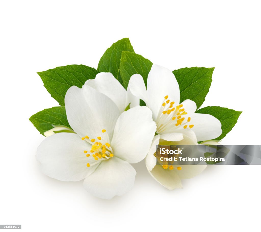 Foto de Flores De Jasmim Com Folhas Isoladas No Fundo Branco e mais fotos de  stock de Jasmim - iStock