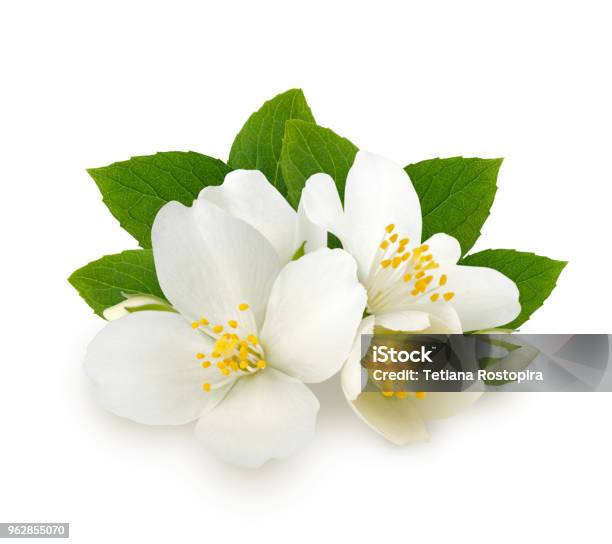 Foto de Flores De Jasmim Com Folhas Isoladas No Fundo Branco e mais fotos  de stock de Jasmim - iStock