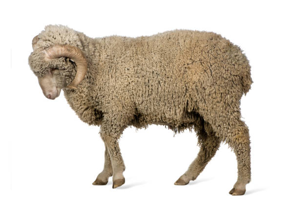 istock Arles Merino sheep, ram, 1 year old, walking in front of white background 962855124