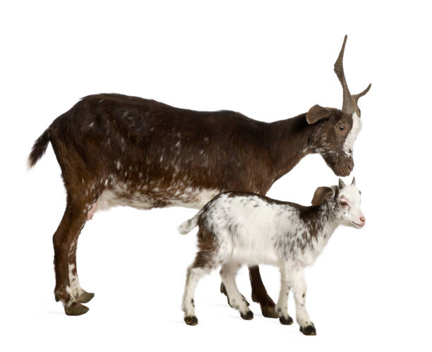 istock Female Rove goat with kid standing in front of white background 962855280