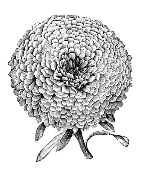 istock Botany plants antique engraving illustration: Victoria Aster 962855290