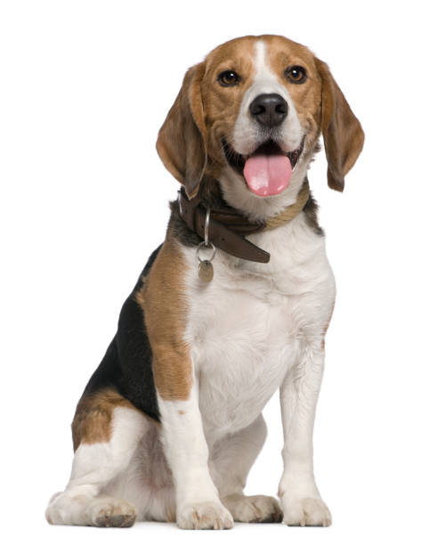 Beagle, 5 years old, sitting in front of white background Beagle, 5 years old, sitting in front of white background collar stock pictures, royalty-free photos & images
